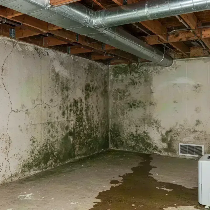 Professional Mold Removal in Oblong, IL